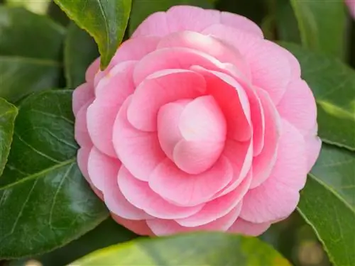 Названия растений камелии