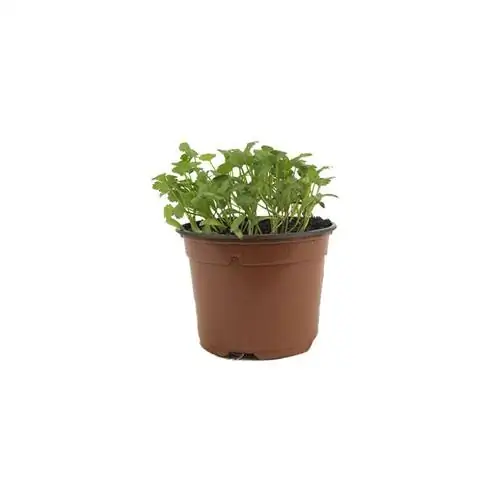 Названия растений кориандра