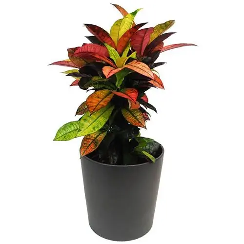 Названия растений кротон