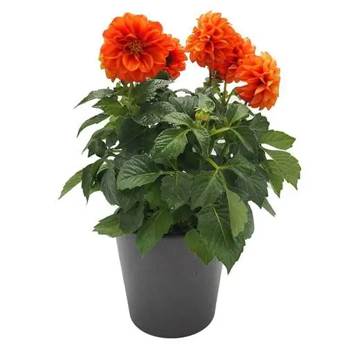 Названия растений георгин