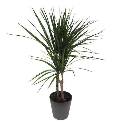 Название растения драцена