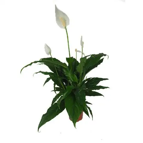 названия растений спатифил