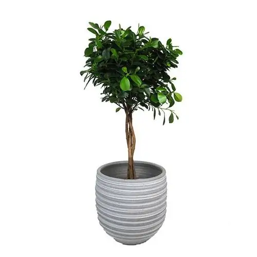 Названия растений фикуса