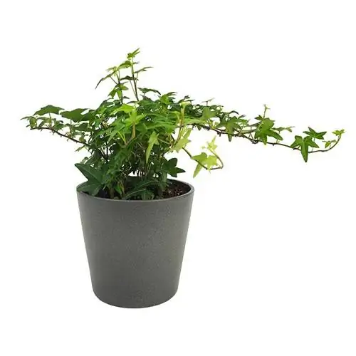 Названия растений плюща