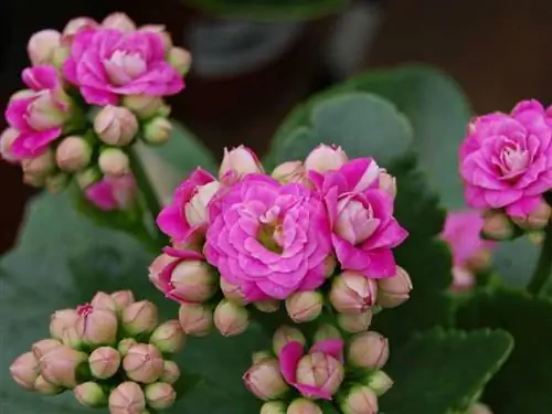 Каланхоэ каландива названия растений