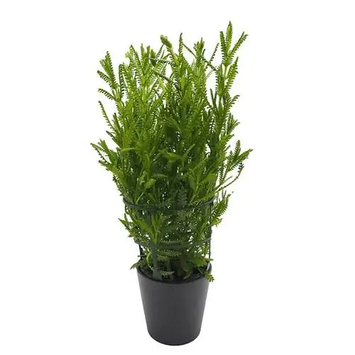 Названия растений Лаванда