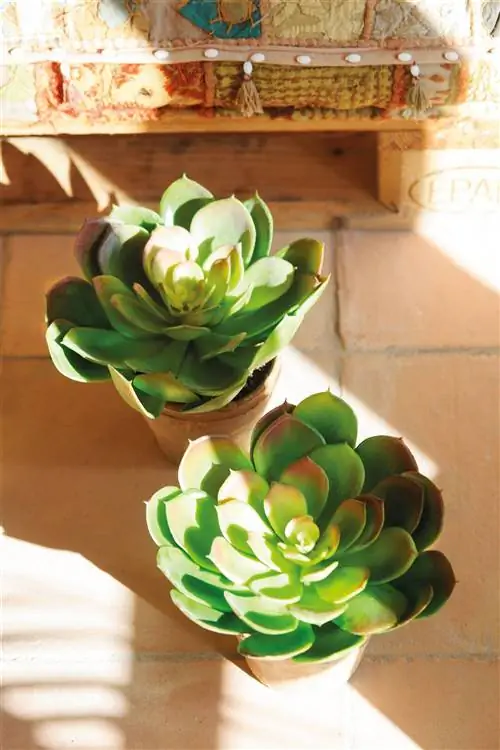 название растения алебастровая роза 00483489