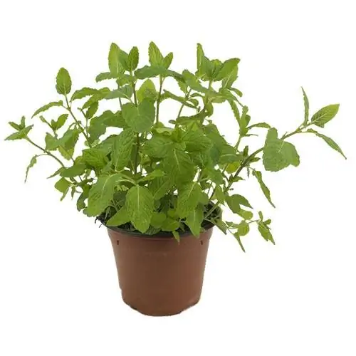 Названия растений Мята