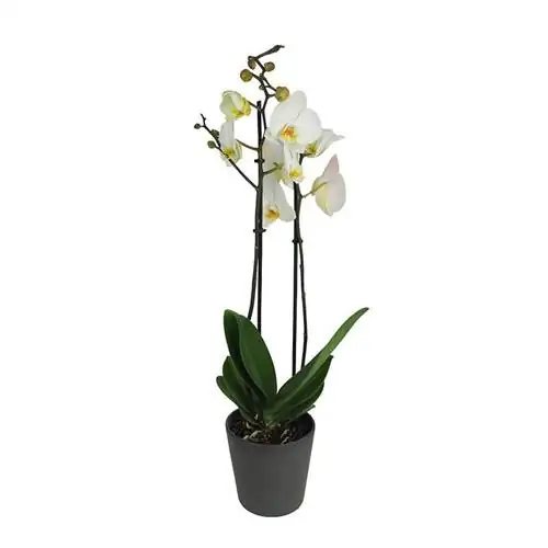 названия растений орхидеи