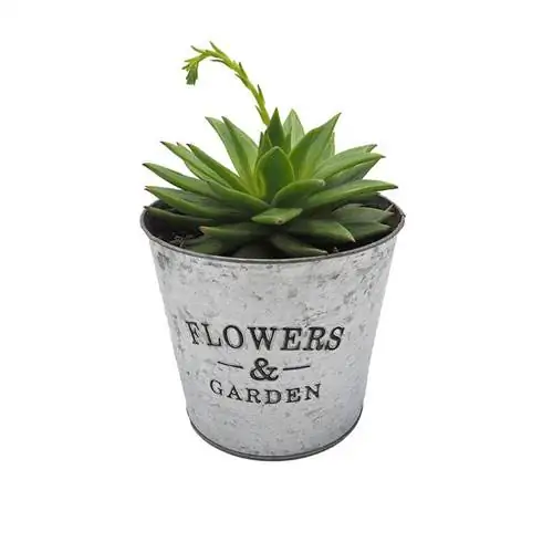 Названия растений Нефритовое растение