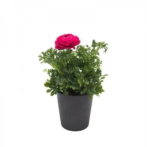 Названия растений ранункулюс или франчесилла