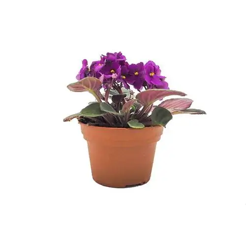 Названия растений африканской фиалки