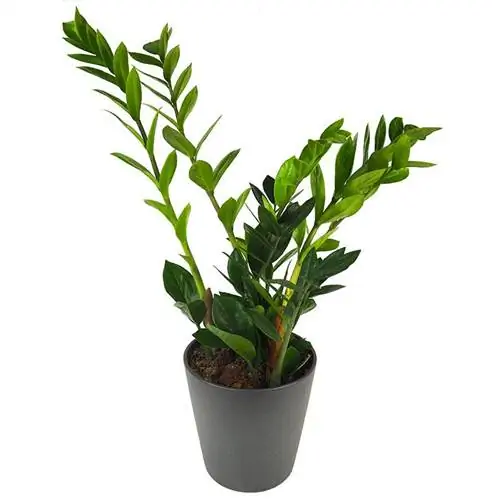 Названия растений замиокулька