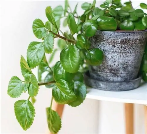 название растения денежное растение