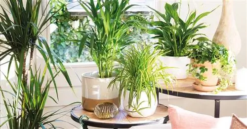 60 названий растений и цветов, которые вы должны знать