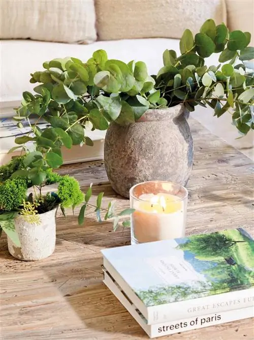 Журнальный столик с эвкалиптом.