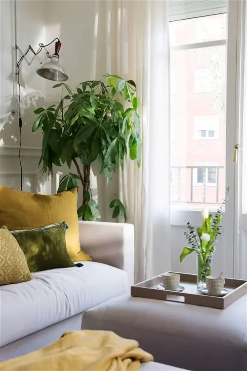 Растение Пахира.