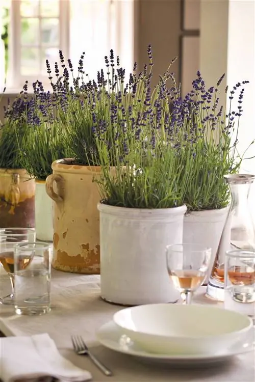 Лавандовое растение.