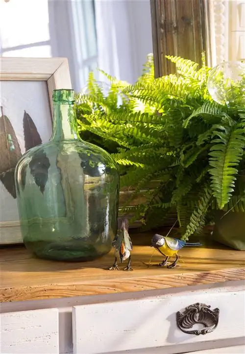 Мужской папоротник.