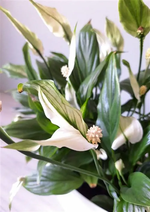 Лилия мира.