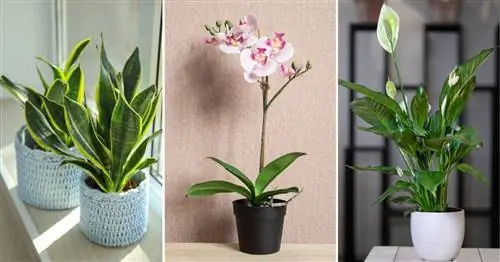 15 растений (и разные советы), которые привлекут деньги и удачу в ваш дом (с видео)