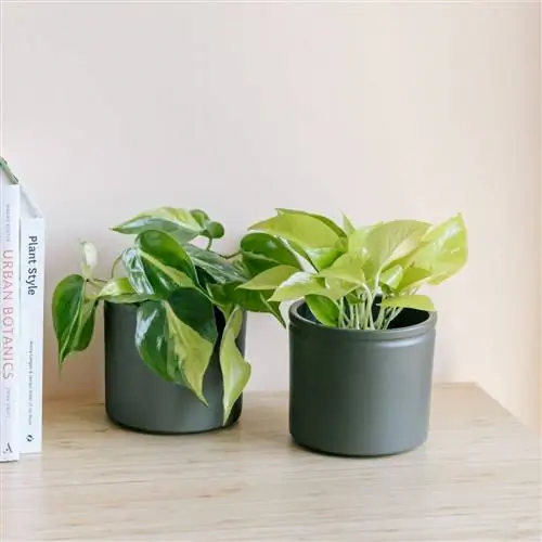Растения для залов без света Plantas Potos, Растения для залов без света Plantas Potos,