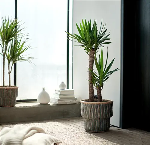 Растения для залов без света Yucca Elephantipes. Растения для залов без света Yucca Elephantipes.