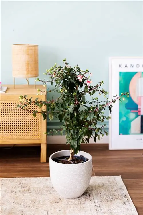 Fuchsia Tree от Colvin в подарок на День матери Fuchsia Tree от Colvin в подарок на День матери