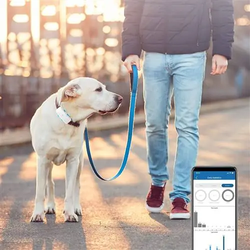 Ошейник для собак с GPS от Amazon. Ошейник для собак с GPS от Amazon.