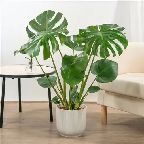 Где купить растения онлайн: Be. Green. Где купить растения онлайн: Be. Green.