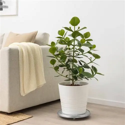 Где купить растения онлайн: Ikea. Где купить растения онлайн: Ikea.