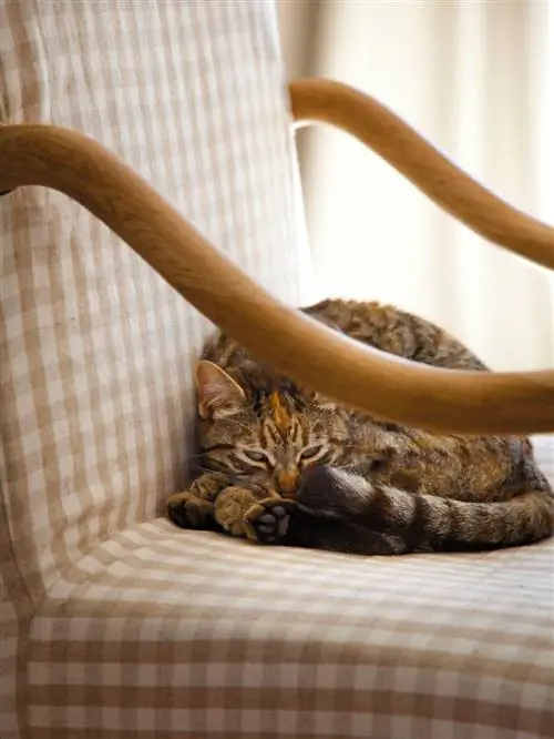 кошка на стуле