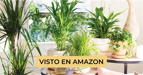 Красивые и недорогие растения, которые можно найти на Amazon по цене от 14 до 30 евро (отсортировано по цене)