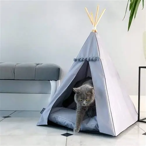 Типи амазонского кота