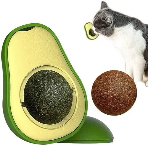 Амазонская кошачья мята
