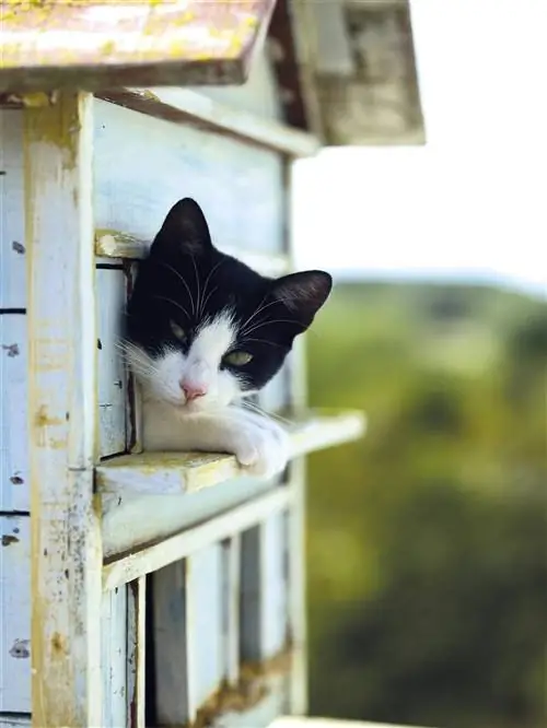 кошка-00313108