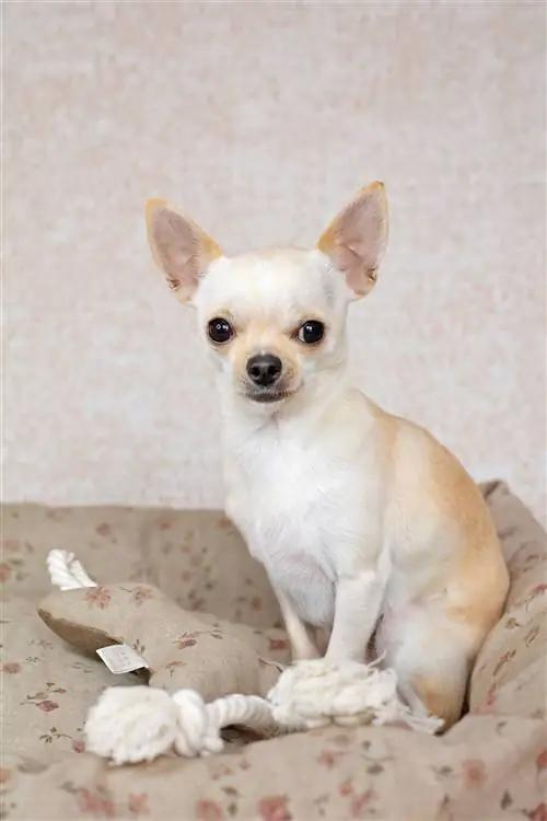 Маленькая собачка чихуахуа в постели от Zara Home @sitochihuahua