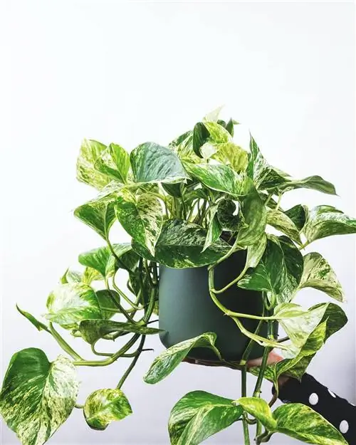 pothos severin-candrian-IZz3sboy1g8-unsplash pothos severin-candrian-IZz3sboy1g8-unsplash