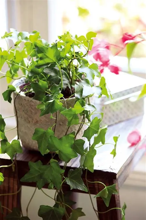 ядовитые растения для кошек и собак плющ