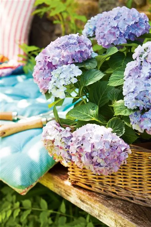 ядовитые растения для кошек и собак гортензия