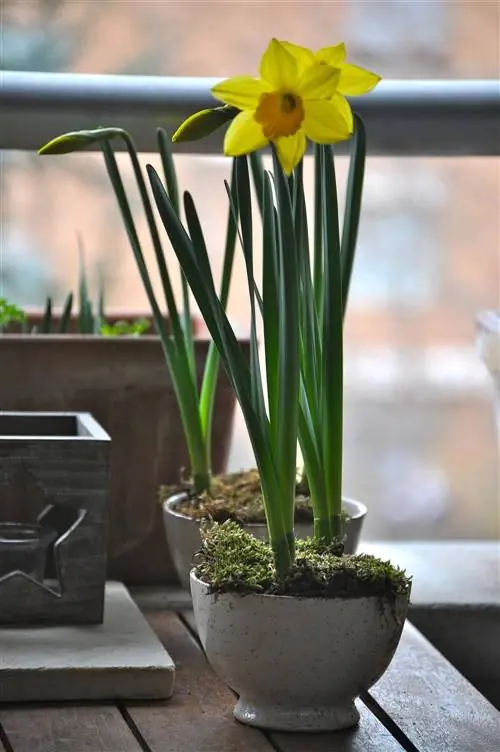 ядовитые растения для кошек и собак Нарцисс