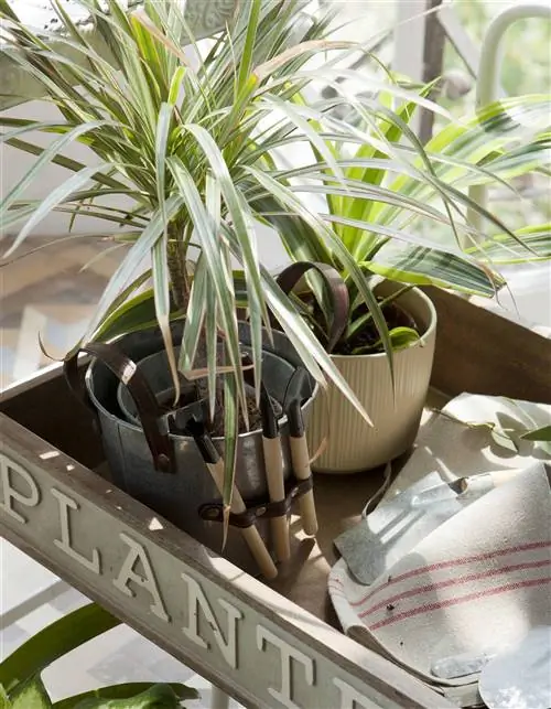 ядовитые растения для кошек и собак драцена