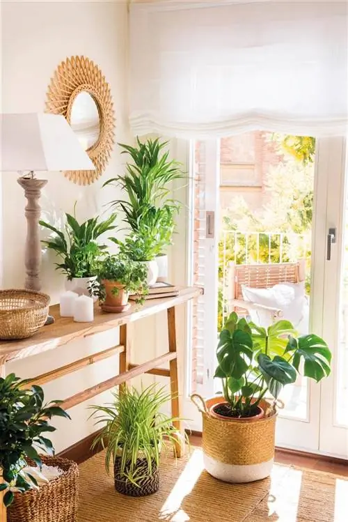 00481965 Создайте эксклюзивный уголок растений