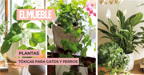 9 очень популярных растений, токсичных для кошек и собак