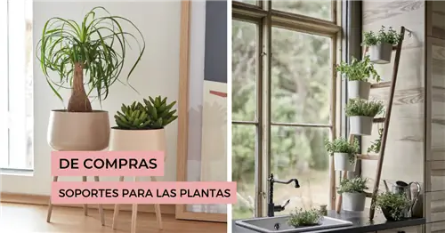 Покупки: 10 лучших опор для ваших комнатных растений
