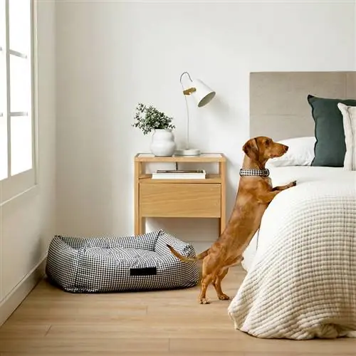Новая коллекция домашних животных Kenay Home Новая коллекция домашних животных Kenay Home