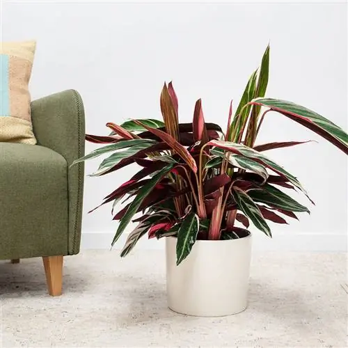 Растение с удлиненными листьями с розово-бордовыми оттенками.