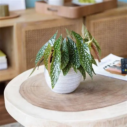 Растение с удлиненными листьями с белыми точками.