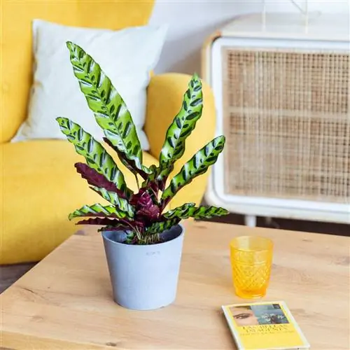 Растение с удлиненными ярко-зелеными листьями.