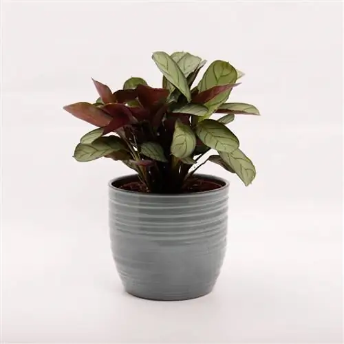 Растение с округлыми листьями с темно-бордовой нижней стороной.